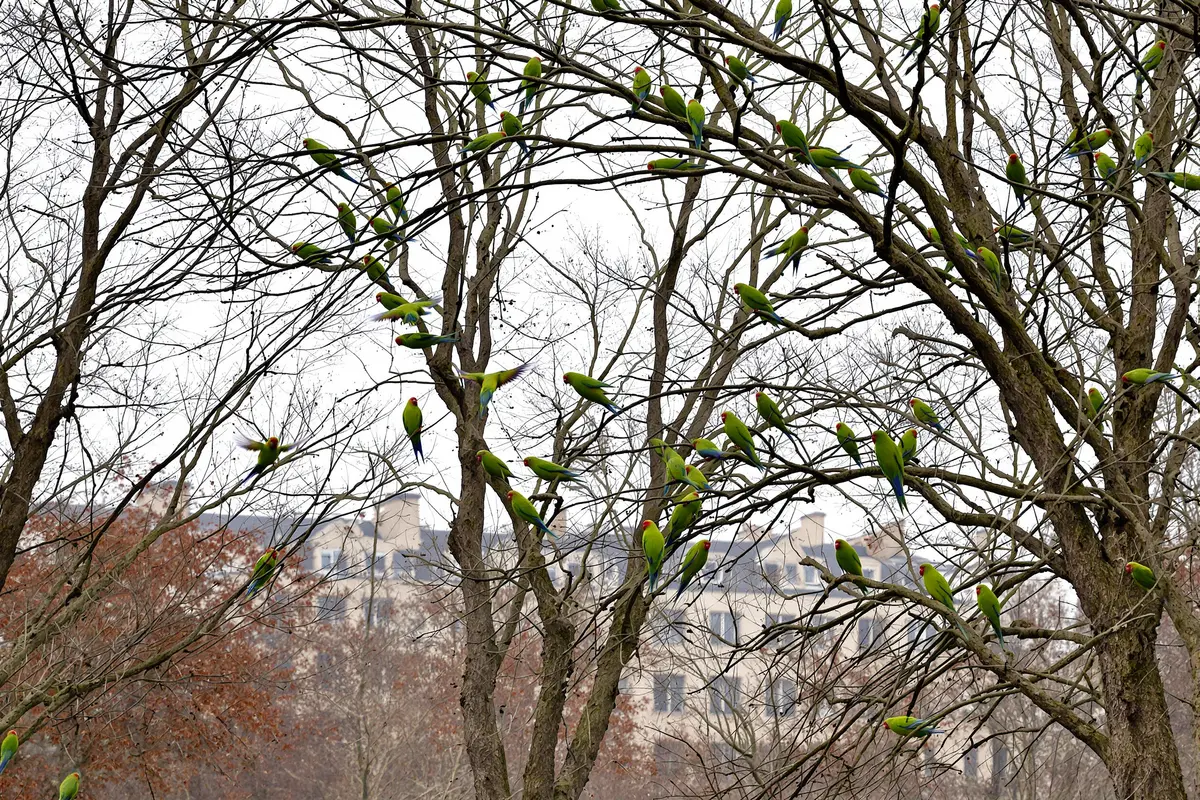 Invasion surprise : comment des perruches exotiques ont conquis Paris !